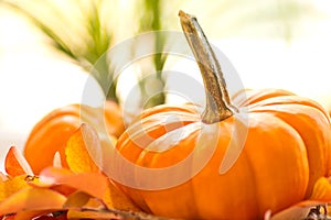 Baby Pumpkins on a Bed of Fall Leaves