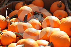 Baby Pumpkins in Box at Farmer`s Market in West Tennessee