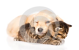 Baby puppy dog and little kitten sleeping together. isolated