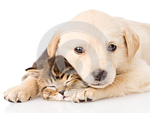 Baby puppy dog and little kitten together. isolated on white