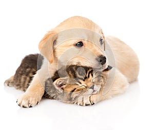 baby puppy dog and little kitten together. isolated on white background