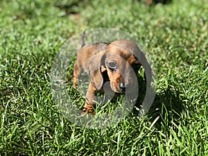 Baby Puppy looking at camera, standing outside in Grass yard