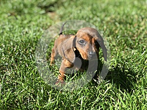 Baby Puppy looking at viewer, standing outside in Grass yard  2