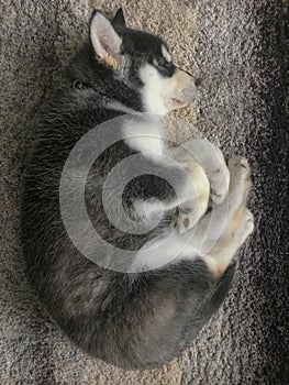 Baby puppy sleeping on carpet