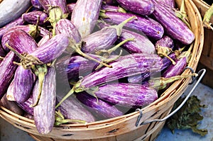 Baby purple and white graffiti eggplant