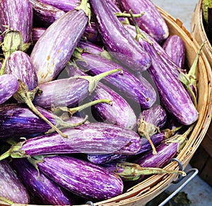 Baby purple and white graffiti eggplant