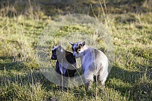 Baby pygmy goats.