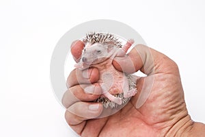 baby pygmy hedgehog on hand