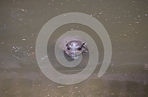 Baby Pygmy hippo