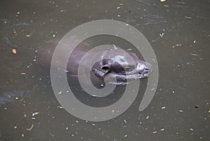 Baby Pygmy hippo