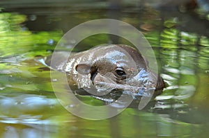 Baby pygmy hippopotamus