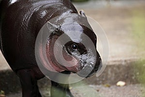 Baby pygmy hippopotamus