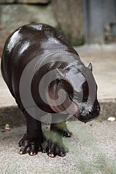 Baby pygmy hippopotamus