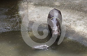 Baby Pygmy hippopotamus andmother