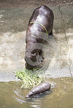 Baby Pygmy hippopotamus and morther