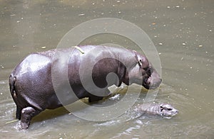 Baby Pygmy hippopotamus and mother