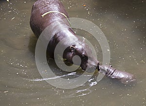 Baby Pygmy hippopotamus and mother