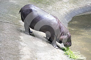 Baby Pygmy hippopotamus and mother