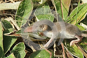 Baby pygmy shrew in the garden