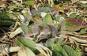 Baby pygmy shrew on plant in the garden