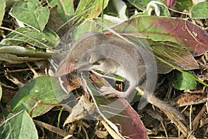 Baby pygmy shrew on plant in the garden