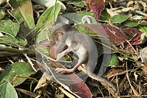 Baby pygmy shrew on plant in the garden