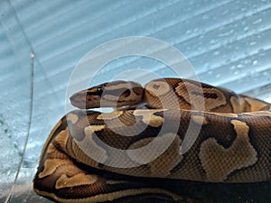 A baby python snake with a kink, royal python, reptiles, reptil