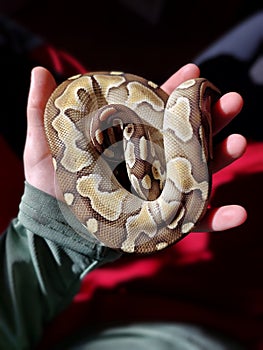 A baby python snake, royal python, reptiles, reptil