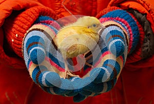 Baby quail in baby`s small hands