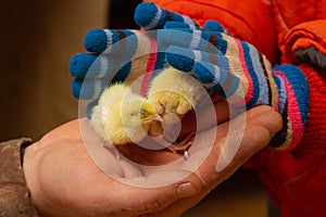 Baby quail in baby`s small hands