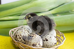Baby quail sitting on eggs in a basket. Easter. The concept of the birth of a new life