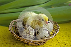 Baby quail sitting on eggs in a basket. Easter. The concept of the birth of a new life