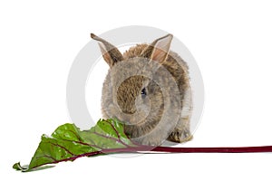 Baby rabbit eating
