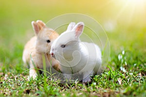 Baby rabbit eating grass outdoor on sunny summer day. Easter bunny in garden. Home pet for kid. Cute pets and animals for family photo