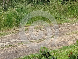 Baby Rabbit Midjump