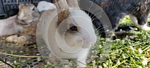 Baby Rabbit seating on Grass.
