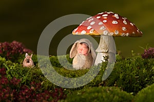 Baby rabbit sleeping in toadstool backdrop