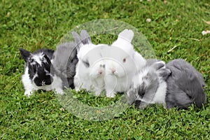 Baby rabbits in grass