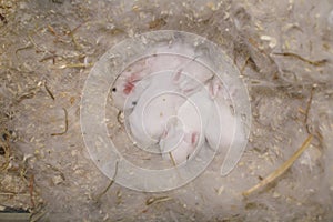 Baby Rabbits in Nest