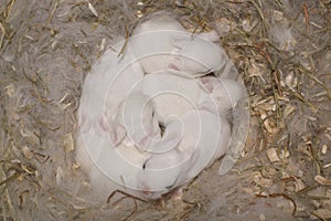 Baby Rabbits in Nest