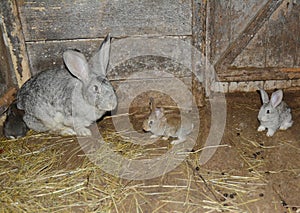 Baby rabbits. Raising & breeding rabbits on the farm in the wooden cage