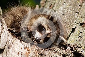 Baby Raccoon