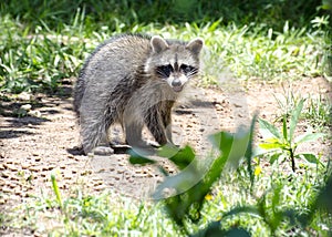 Baby Raccoon