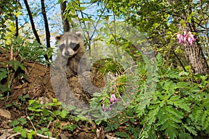 Baby Raccoon