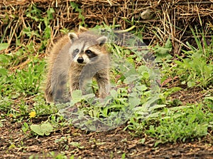 Baby Raccoon