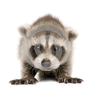 Baby raccoon (6 weeks) - Procyon lotor