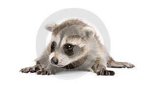 Baby raccoon (6 weeks) - Procyon lotor photo
