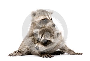 Baby raccoon (6 weeks) - Procyon lotor photo