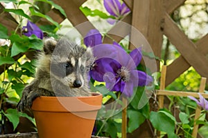 Baby Raccoon