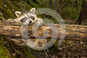 Baby Raccoon